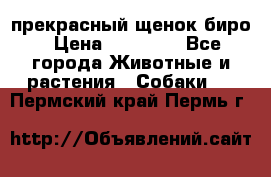 прекрасный щенок биро › Цена ­ 20 000 - Все города Животные и растения » Собаки   . Пермский край,Пермь г.
